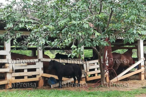 Allanan hacienda con caballos de raza y ganado en Santa Bárbara