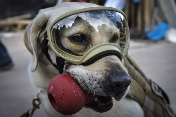 Frida, la heroica perrita rescatista que conquistó a México tras el sismo  