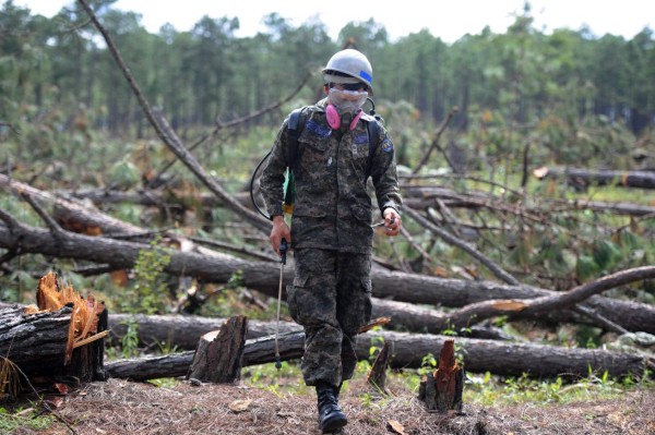 El gorgojo ha destruido ya 400,000 hectáreas de pino en Honduras