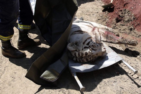 Un tigre que escapó del zoológico mata a hombre en Georgia