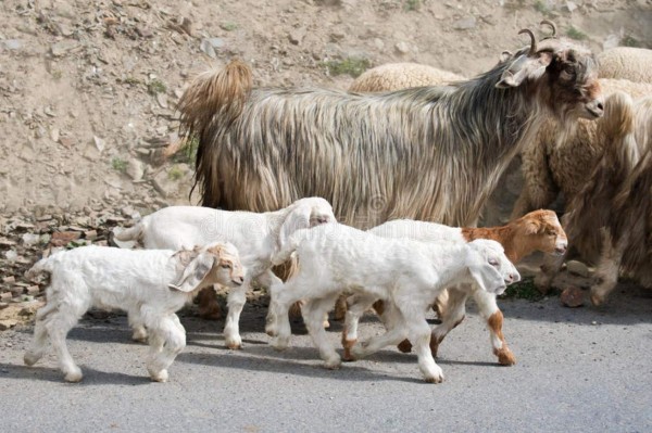 Policía busca a ocho hombres por bestialismo contra una cabra  