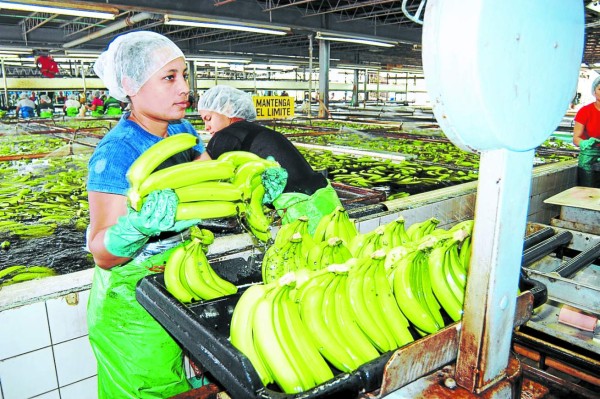 La agroindustria hondureña tirará a nuevos blancos en 2014