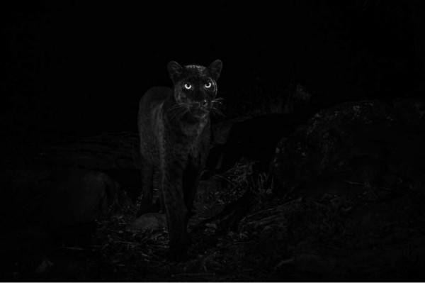 Fotografían al mítico leopardo negro después de 100 años