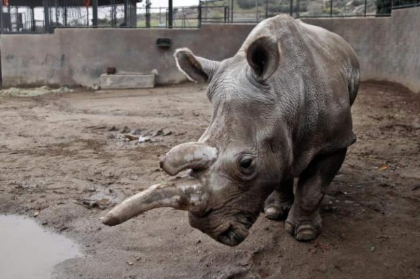 Rinocerontes blancos al borde de la extinción tras muerte de Nola