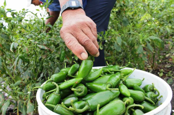 Productores hondureños exportarán chile jalapeño a México