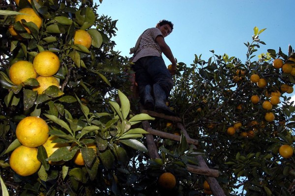 Plaga de los cítricos afecta al 30% de la producción hondureña