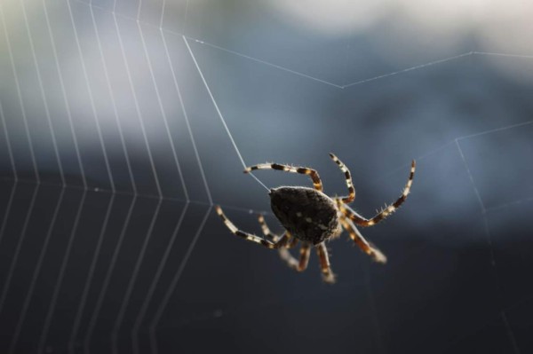 Araña asusta a un presentador del tiempo en transmisión en vivo
