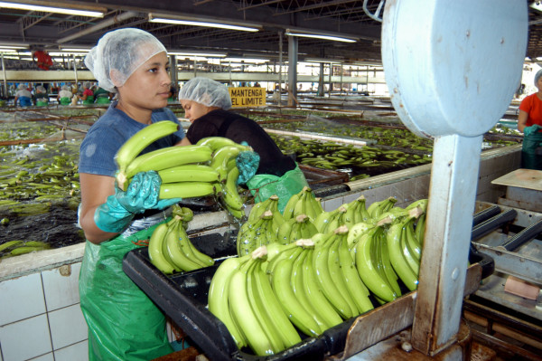 Bananos escalan al segundo puesto de exportaciones hondureñas