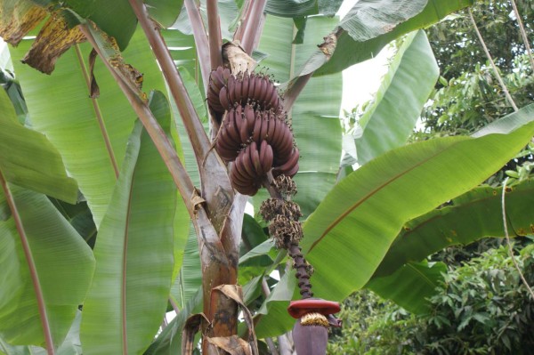 Amenaza de hongo dispara alarma en las bananeras