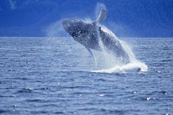 Inicia la temporada de avistamiento de ballenas en Uruguay