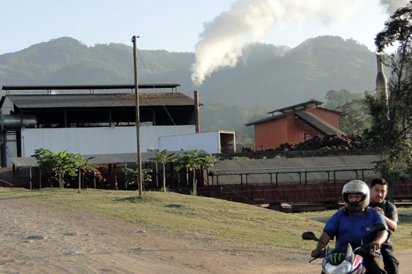 40,000 toneladas de aceite de palma producirá Palcasa