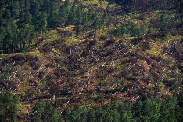 El gorgojo ha destruido ya 400,000 hectáreas de pino en Honduras