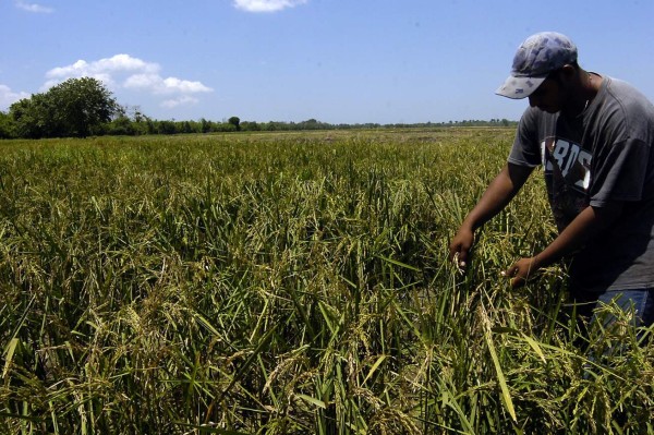 Arroceros de Honduras están en contra de la importación por desabasto