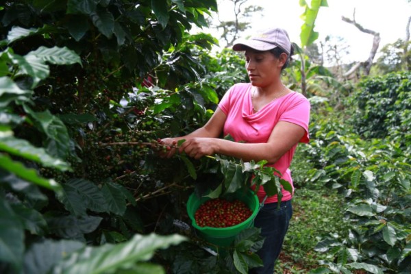 Apoyan a las mipymes para incrementar exportación de cafés especiales a Canadá