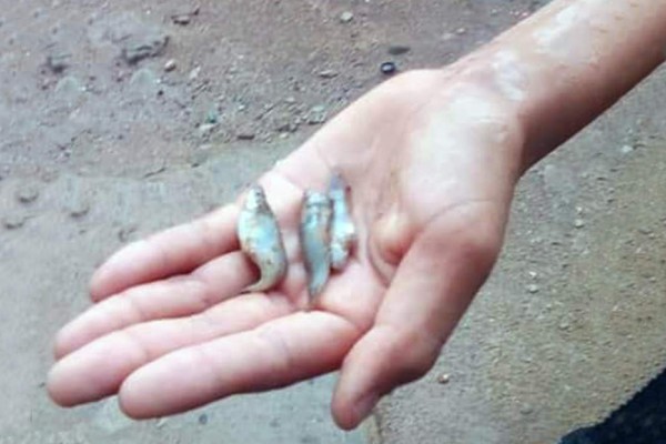 Video: Llueven peces en escuela de El Paraíso