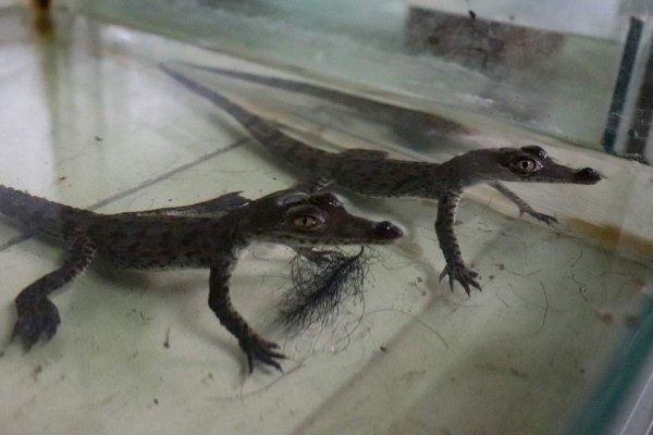 Dos cocodrilos americanos en peligro de extinción nacen en zoológico de Perú