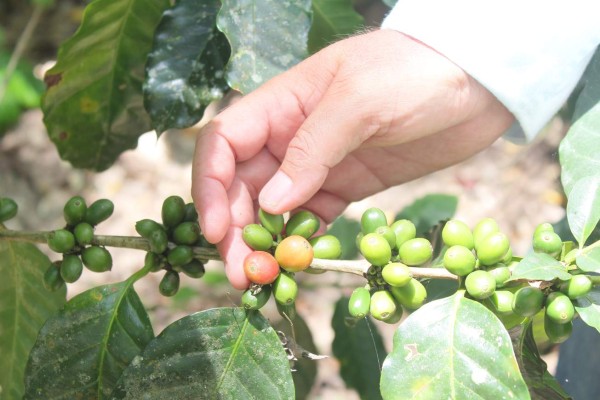 Españoles y alemanes quieren comprar el café de El Merendón