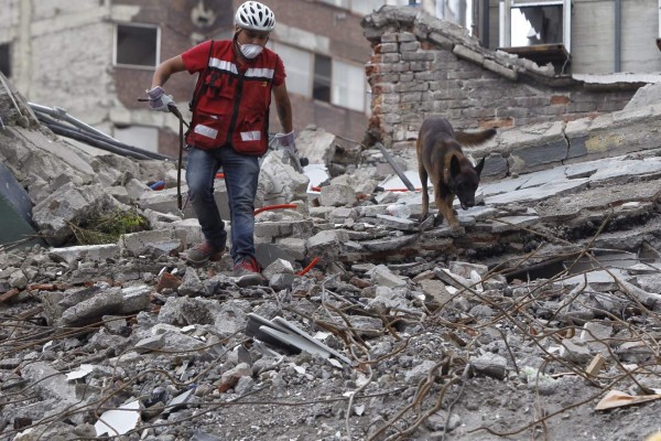 'Chichí', el perro pastor que hace milagros entre escombros en México