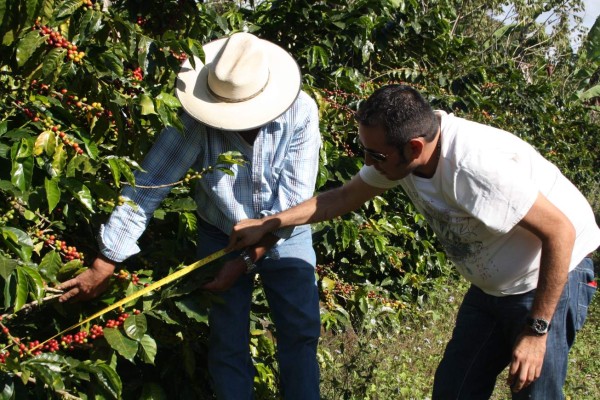 Producción de café en el occidente de Honduras alcanza $450 millones