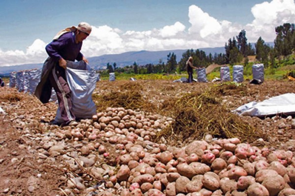 Tecnifican cultivos de papa en Honduras