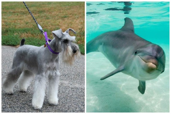 ¿Quiénes son más inteligentes, los perros o los delfines?
