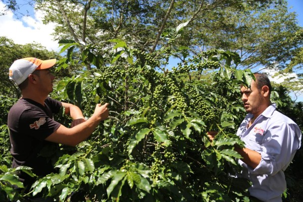 El cambio climático trastocó los ciclos de cosecha del café en Honduras