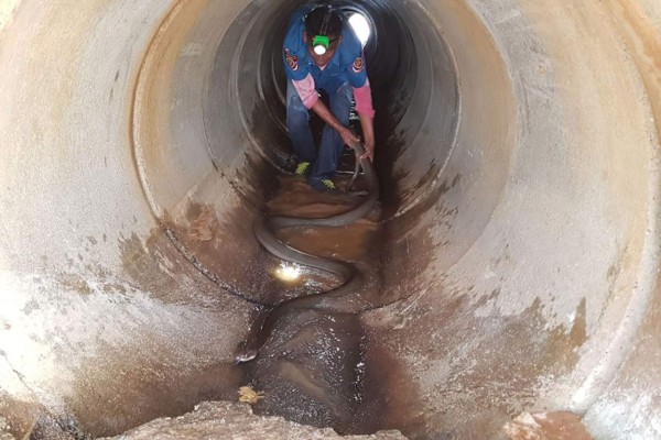 Cobra rey de cuatro metros capturada en una alcantarilla en Tailandia