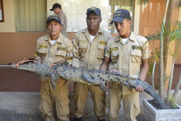 Capturan cocodrilo de metro y medio en Marcovia