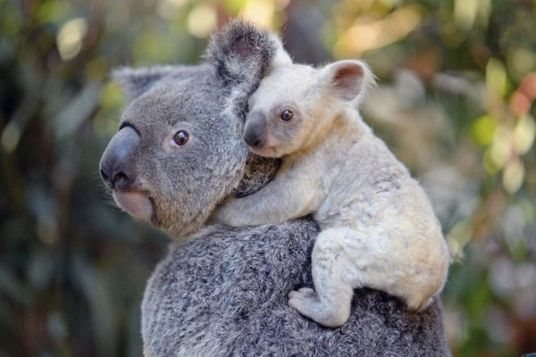 AAP03 BEERWAH (AUSTRALIA) 10/08/2017.- Una cría de koala blanca es fotografiada en el Zoo de Australia en Beerwah (Australia) el pasado 10 de agosto de 2017. Una koala blanca ha nacido en cautividad en un zoológico del noreste de Australia y las autoridades han iniciado una campaña por las redes sociales para encontrar un nombre adecuado a este raro ejemplar. La directora de Australia Zoo Wildlife Hospital, Rosie Booth, explicó que no se trata de un animal albino sino de una hembra con el 'gen plateado', probablemente heredado de su madre, Tia. Albino es un adjetivo que se aplica a los seres vivos que presentan una ausencia congénita de pigmentación, mientras que el 'gen plateado' aclara las partes oscuras. EFE/Ben Beaden / Australia Zoo /Hand PROHIBIDO SU USO EN AUSTRALIA Y NZ/SOLO USO EDITORIAL/NO VENTAS