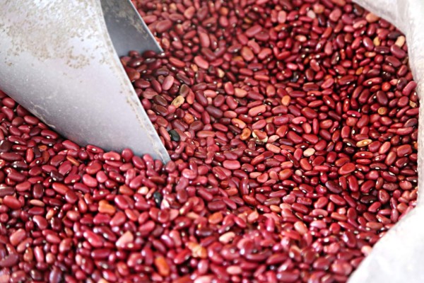 Gobierno compra 20,000 quintales de frijoles rojos