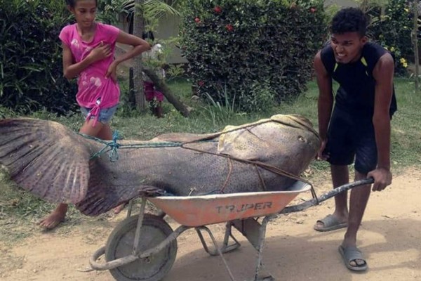 Capturan gigantesco pez en el Caribe de Colón