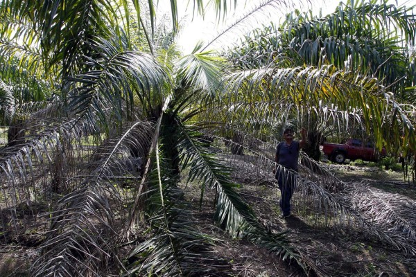 Enfermedad de la palma pone en riesgo economía de varios municipios del Aguán
