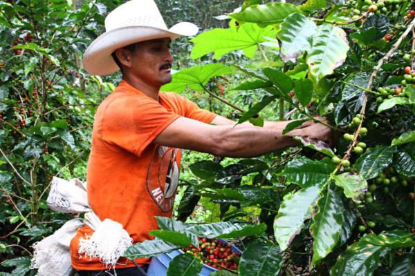 Urgen cortadores de café para la cosecha