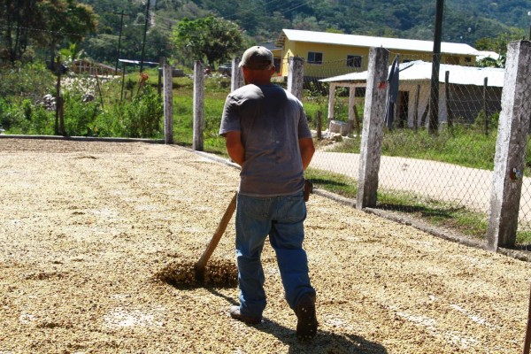 Productores pierden por vender el café húmedo