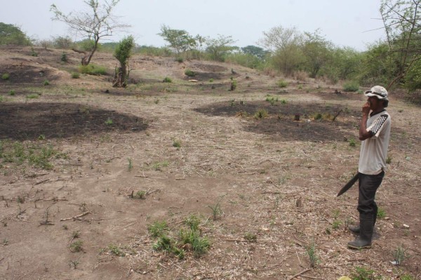 Pronostican sequía en ocho departamentos de Honduras por 'El Niño”