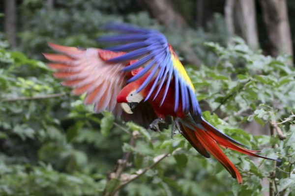 Primera liberación de guacamaya roja hondureña fuera del parque maya de Copán