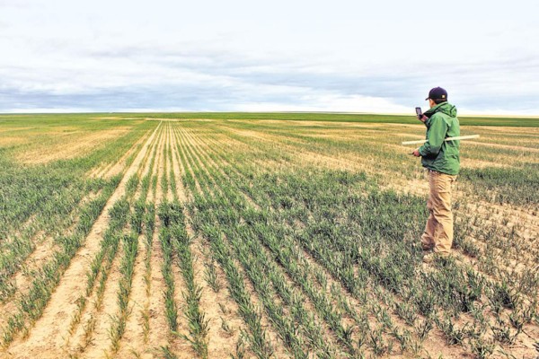 Los precios del trigo se disparan por la sequía en zonas de EUA