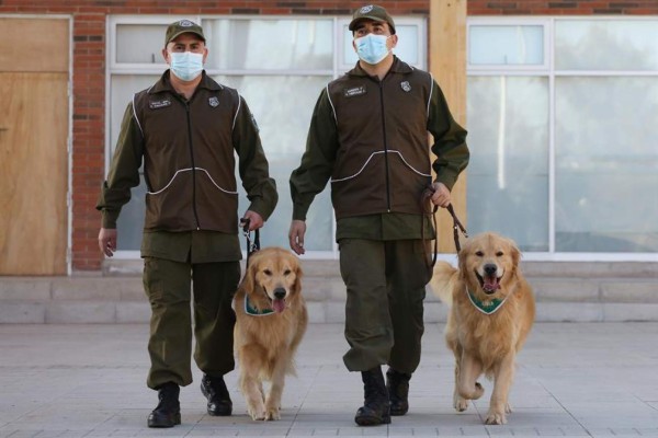 Chile adiestra perros policías para detectar enfermos de COVID-19  