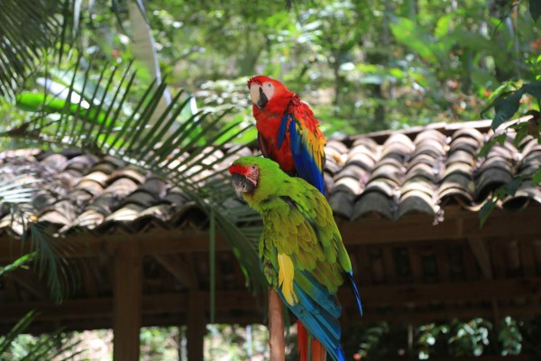 Copán Ruinas, entre las ciudades más importantes del mundo maya