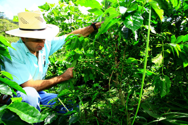 Honduras es el menos afectado por la roya en Centroamérica
