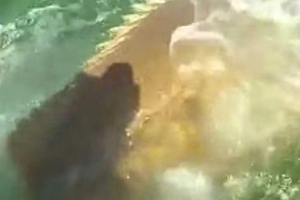 Video: Mero gigante devora de un solo bocado a un tiburón
