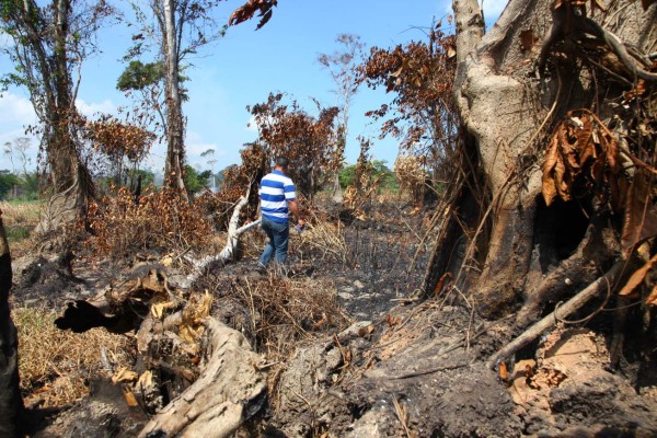 Desastre ecológico: fuego y tala consumen parte de Punta Izopo