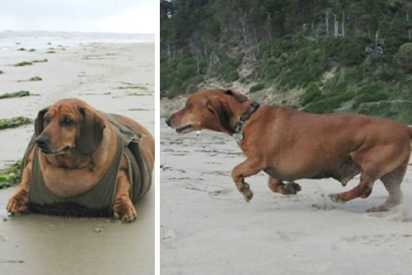 Odie, el perro más obeso del mundo baja casi 50 libras