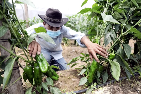 Unas 10,000 hectáreas cultivables han sido invadidas en los últimos años