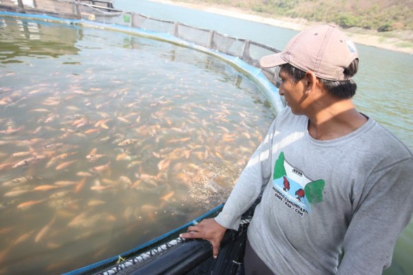 Cultivo de tilapia compensa merma en producción de mar