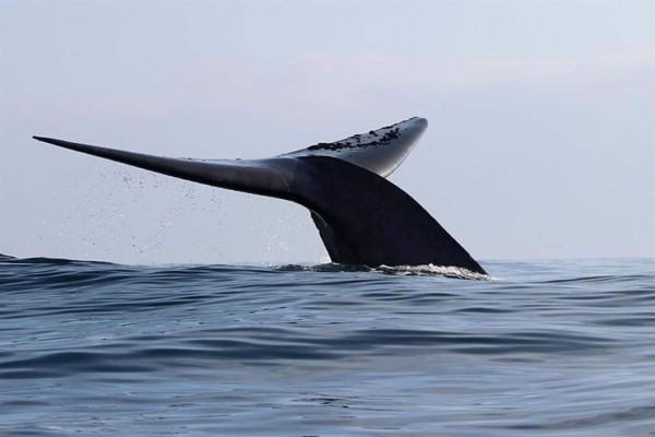 Sea Shepherd difunde un video sobre matanza de ballenas por navíos japoneses
