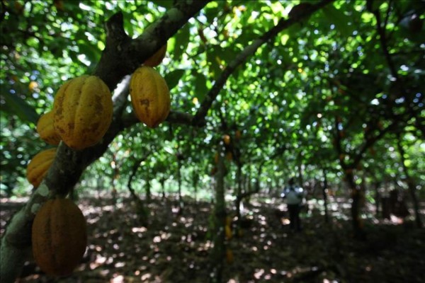 Impulsan producción de cacao en Honduras con apoyo suizo