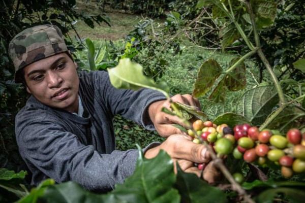Producción de café hondureño en peligro por calentamiento global