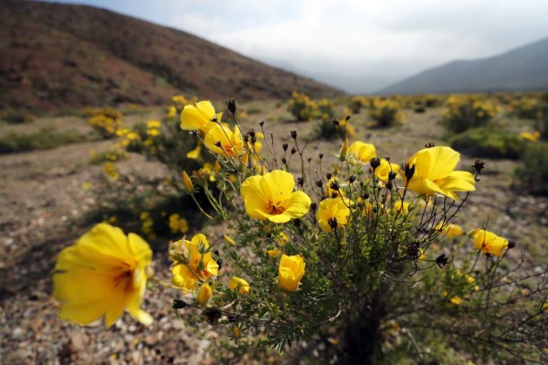 En el desierto más árido y soleado del mundo renacen flores