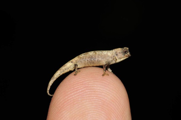 Exploradores descubren en Madagascar al reptil más pequeño del mundo